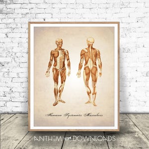 Human Anatomy Print - Muscular System Diagram - Muscles Poster - Medical Drawing - Anatomy Wall Art - Downloadable!