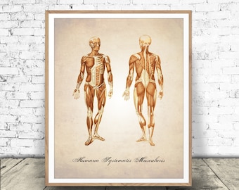 Menschliche Anatomie Poster - Muskulatur Diagramm - Muskeln Poster - Medizinische Zeichnung - Anatomie Wandkunst - zum Herunterladen!