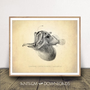 Anglerfish Art Print - Species Chart - Natural History Poster - Classroom Decor - Scientific Wall Art - Instant Download!