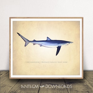 Blue Shark Art Print - Shark Chart - Natural History Poster - Classroom Decor - Scientific Wall Art - Instant Download!