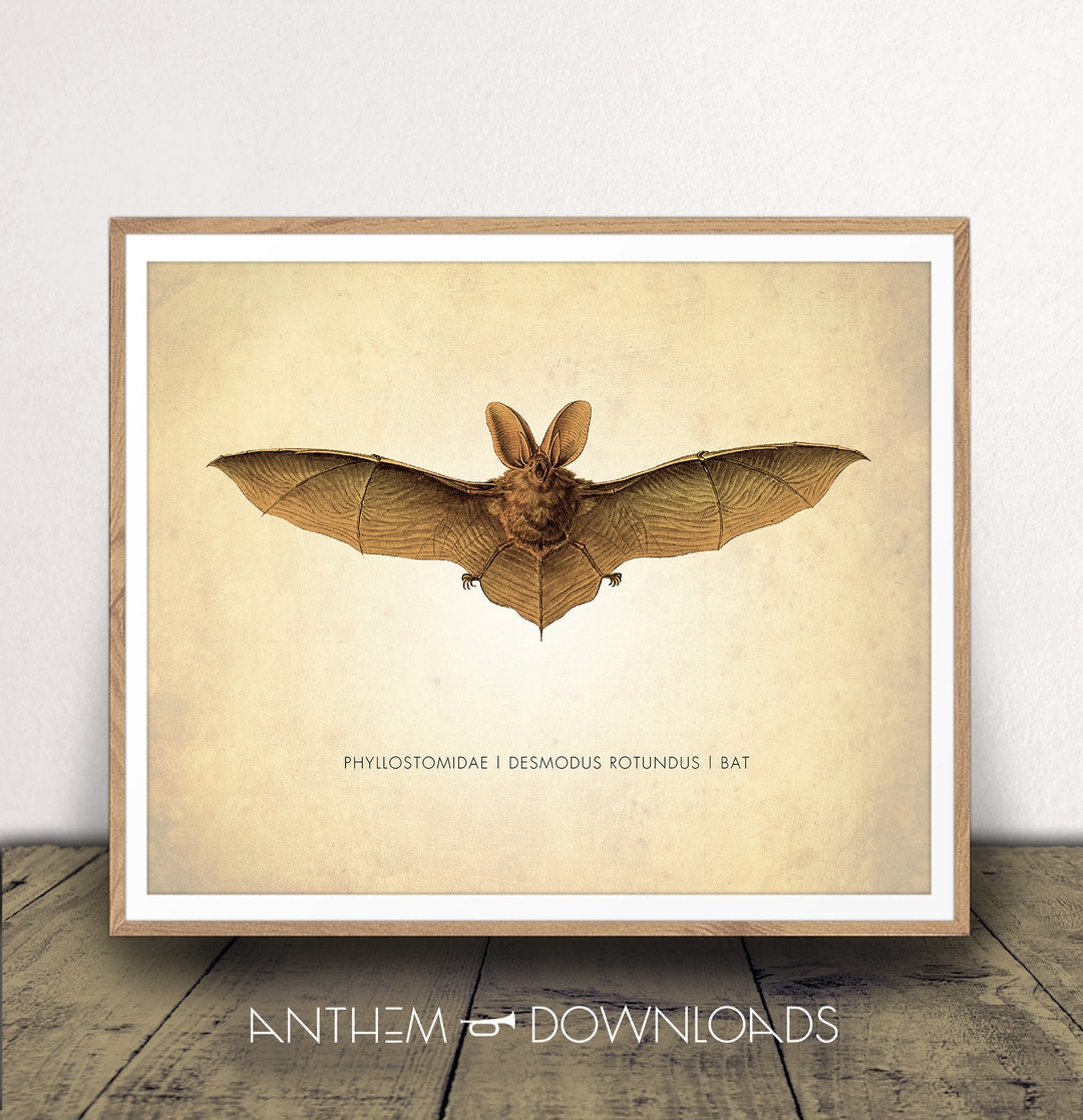Bat Art Print - Bat Diagram - Flying Bat Drawing - Natural History ...