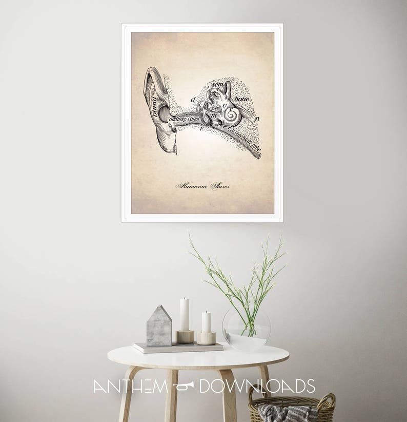 Human Ear Art Print - Ear Canal Illustration - Medical Drawing - Human ...