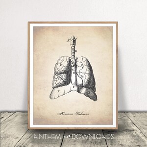 Human Anatomy Print - Anatomy Drawing - Lung Medical Drawing - Pulmonary Illustration - Instant Download