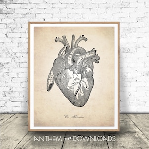 Human Anatomy Heart Print - Digital Download - Medical Drawing - Anatomy Illustration - Anatomical Heart Diagram - Print At Home!