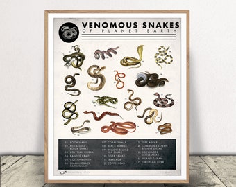 Snake Chart - Venomous Snakes of Planet Earth - Natural History Poster - Snake Art Print - Science and Nature Art Print - Snake Chart Print