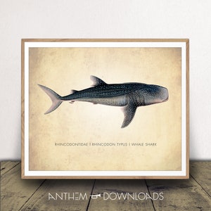 Whale Shark Art Print - Species Chart - Natural History Poster - Classroom Decor - Scientific Wall Art - Print at Home!