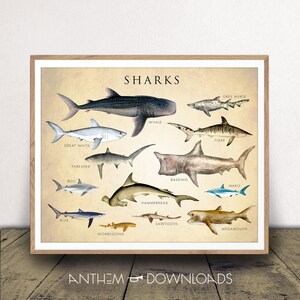 Shark Chart Art Print - Sharks Poster - Natural History Chart - Classroom Decor - Scientific Wall Art - Print at Home!