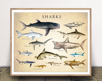 Shark Chart Art Print - Sharks Poster - Natural History Chart - Classroom Decor - Scientific Wall Art - Print at Home!