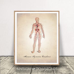 Printable Human Anatomy Art - Circulatory System - Anatomy Print - Human Body Diagram - Medical Drawing - Instant Download!