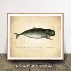 Sperm Whale Art Print for Bathroom Decor Natural History Chart for Classroom Wall Art Scientific Nautical Poster Instant Digital Download
