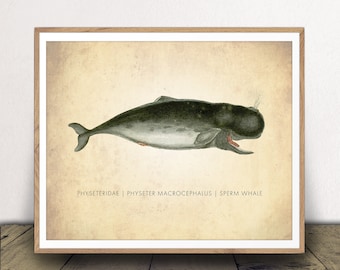 Sperm Whale Art Print for Bathroom Decor Natural History Chart for Classroom Wall Art Scientific Nautical Poster Instant Digital Download