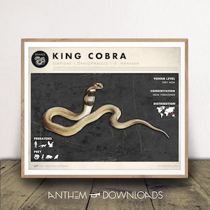May include: A vintage-style poster illustration of a King Cobra snake with the scientific name "Ophiophagus hannah" and information about its venom level, conservation status, and distribution. The poster has a dark grey background with white text and a small world map showing the snake's distribution.