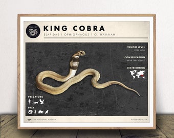 King Cobra Art Print - Snake Chart - Natural History Poster - Classroom Decor - Scientific Wall Art - Digital Download!
