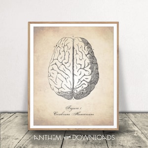 Printable Human Brain Diagram - Human Anatomy Download - Anatomy Art Print - Medical Drawing - Instant Download!