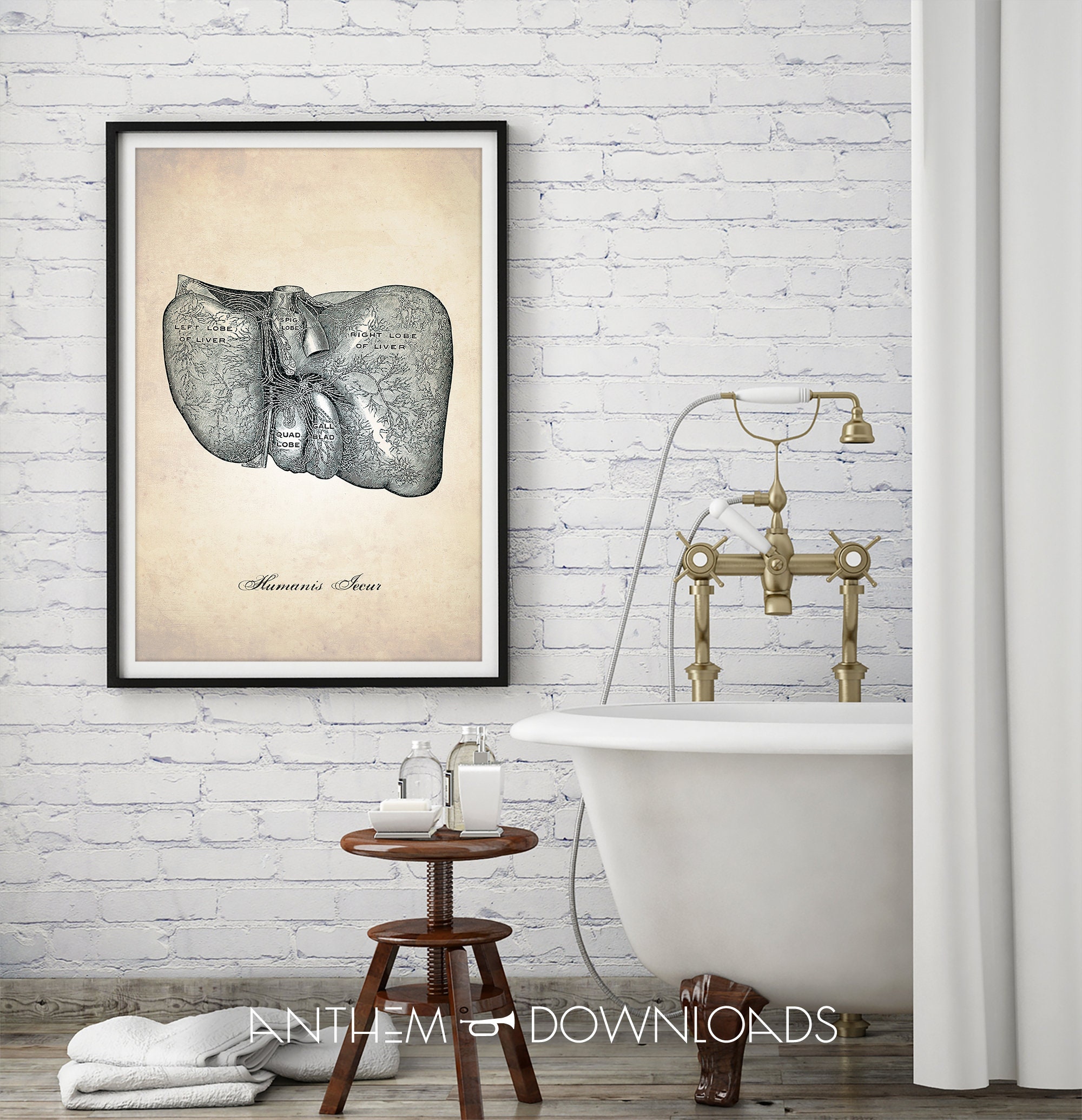Human Anatomy Printable Liver Illustration Art Print Etsy Human Anatomy Printable Liver Illustration Art Print Etsy