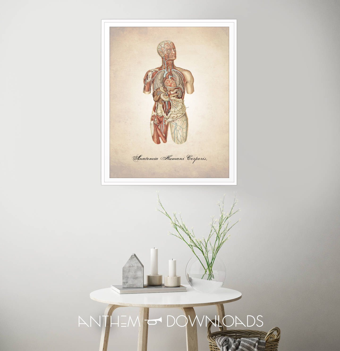 Human Anatomy Art Print - Anatomy Download - Human Body Diagram ...
