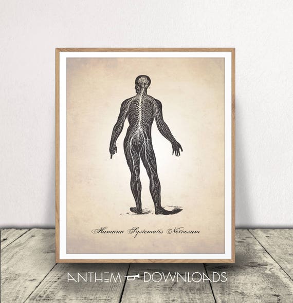 Central Nervous System INSTANT DOWNLOAD Human Anatomy - Etsy