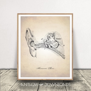 Human Ear Art Print - Illustration de conduit auditif - Dessin médical - Art d’anatomie humaine - Affiche auditive - Téléchargement instantané!