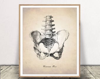Pelvic Bone Print - Human Anatomy Art - Printable Anatomy Wall Art - Medical Drawing - Digital Download