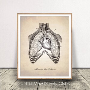 Art d’anatomie humaine imprimable - Affiche cœur et poumons - Illustration médicale - Décor de cabinet de médecin - Impression d’anatomie humaine