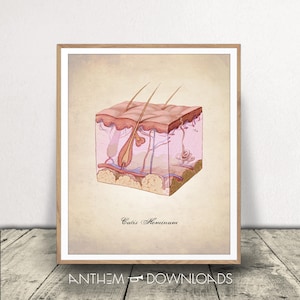 Printable Human Anatomy Art - Human Skin Print - Skin Layers Diagram - Medical Illustration - Instant Download