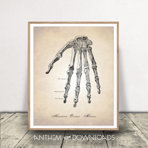 Human Anatomy Hand Art Print - Skeleton Hand - Anatomy Poster - Medical Drawing - Instant Download