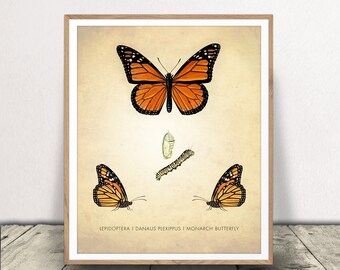 Butterfly Art Print - Monarch Butterfly Poster - Insect Diagram - Science Gift - Classroom Decor - Instant Download!