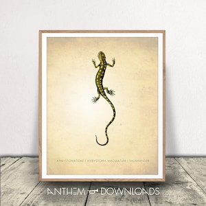 Salamander Art Print - Reptile Poster - Oddities Wall Art - Science Art - Classroom Decor - Reptile Print - Instant Download!