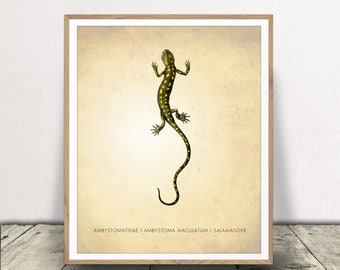 Salamander Art Print - Reptile Poster - Oddities Wall Art - Science Art - Classroom Decor - Reptile Print - Instant Download!