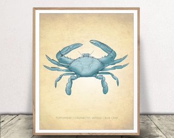 Blue Crab Art Print - Natural History Poster - Nautical Decor - Beach Home Wall Art - Museum Print - Instant Download!