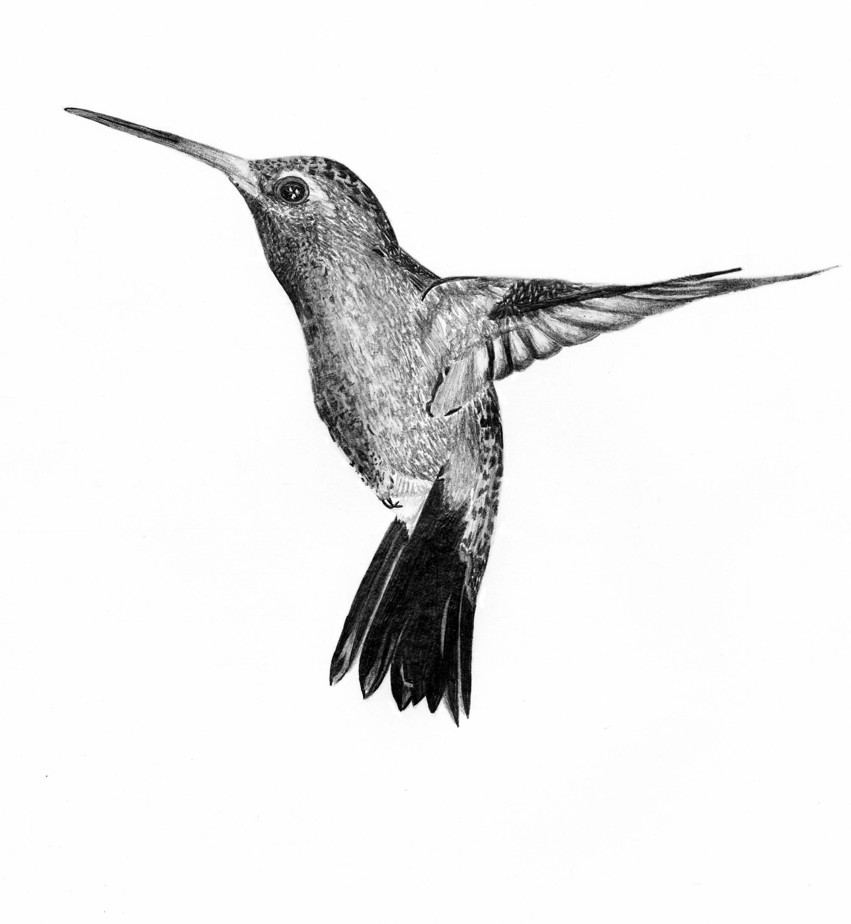 Digital Wall Art Print of Hummingbird Pencil Drawing Etsy