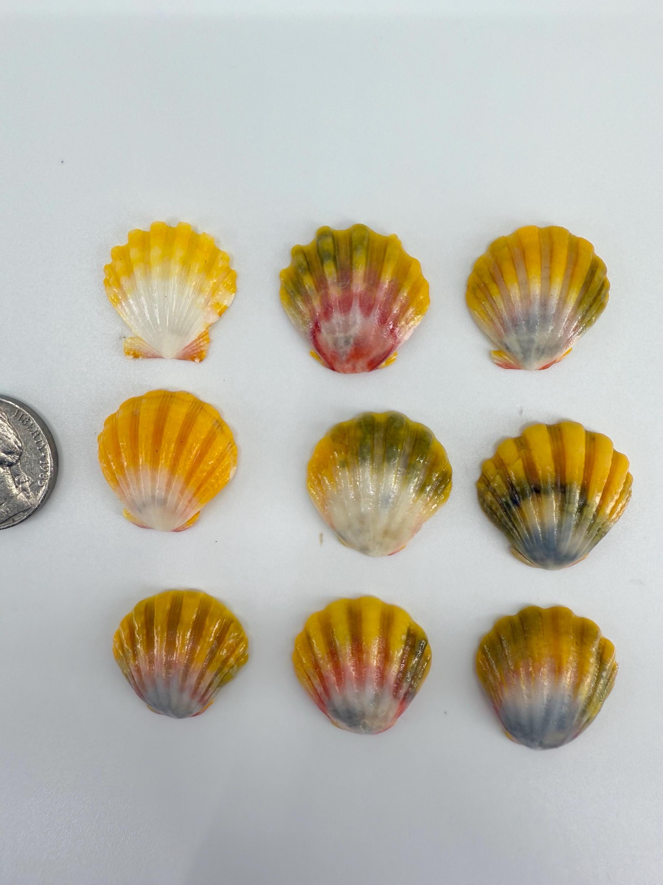 Hawaiian Sunrise Shells, Lot of 3 - Etsy