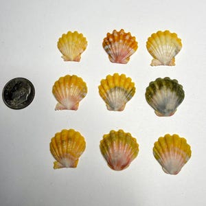 May include: Nine small, colorful seashells in shades of yellow, orange, and green are arranged on a white surface. A U.S. dime is included for size comparison. The shells have a fan-like shape with textured ridges.