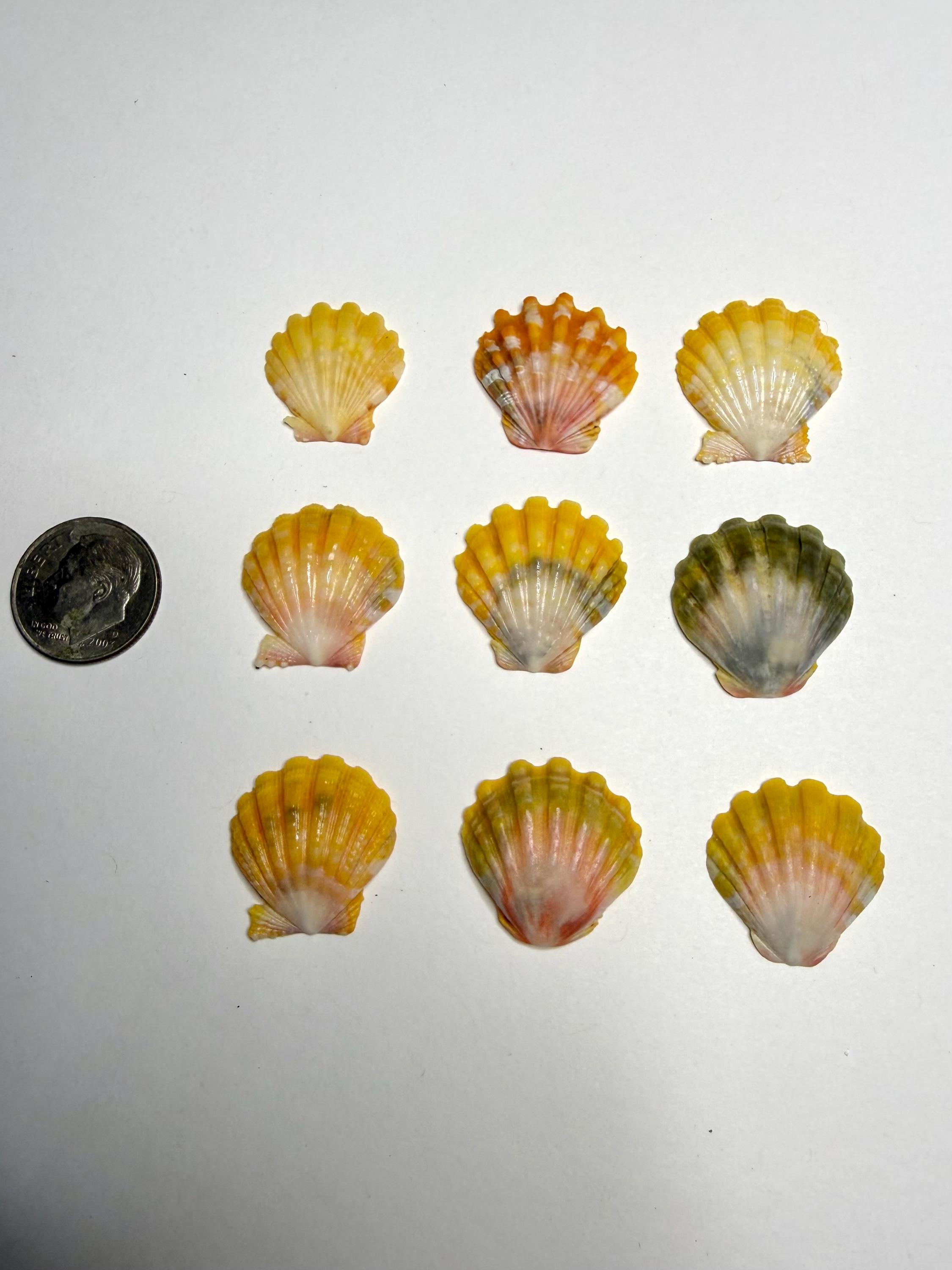 Sunrise Shell Bulk - Etsy
