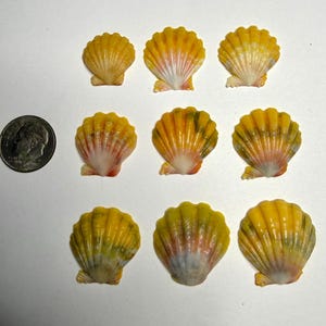 May include: Nine small, natural seashells with a fan-like shape and a mix of yellow, orange, and white colors. A US quarter is included for size reference. The shells have a textured surface and are arranged on a white background.