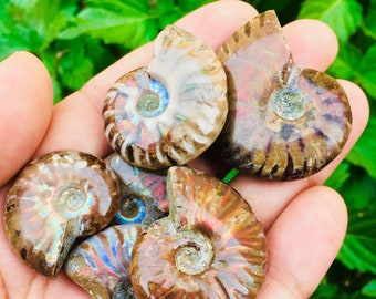 opal fossil etsy