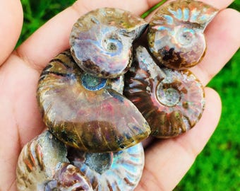 虹色オパール化したアンモナイト化石の殻：虹色オパールのオウムガイ