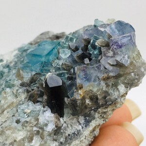 Op de afbeelding: Een cluster van blauwe en paarse fluorietkristallen met een zwarte toermalijnkristal op een grijze matrix.