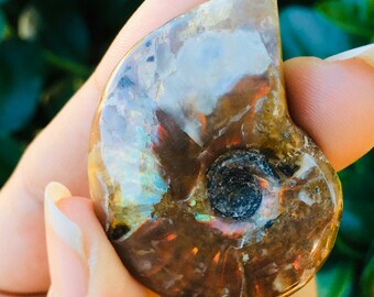 レインボーオパールアンモナイト化石シェル：レインボーオパール