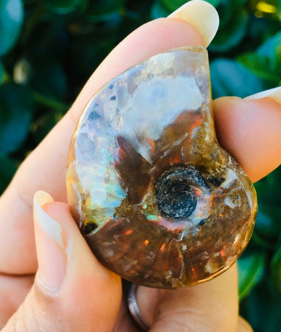 アンモナイト水晶殻（1個）原石水晶化石アンモナイト化石1個