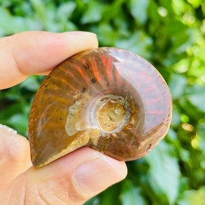 Rainbow Ammonite Crystal Shell (24.9g) Raw Crystal Fossil, Opalized Ammonite Fossil, Crystal Shell Nautilus Opal Ammonite