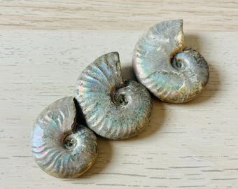 レインボーオパールアンモナイト化石シェル：原石（28.2g） - Etsy 日本