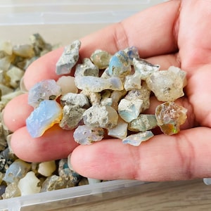 May include: A small collection of rough opal gemstones in various shades of white, blue, and grey. The opals are in a clear plastic container.