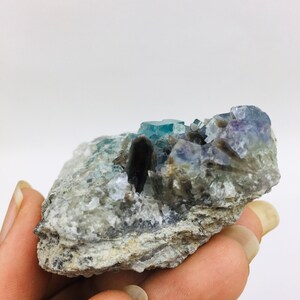Op de afbeelding: Een cluster van blauwe en paarse fluorietkristallen ingebed in een grijze rotsmatrix. De kristallen hebben een glazige glans en zijn doorschijnend.