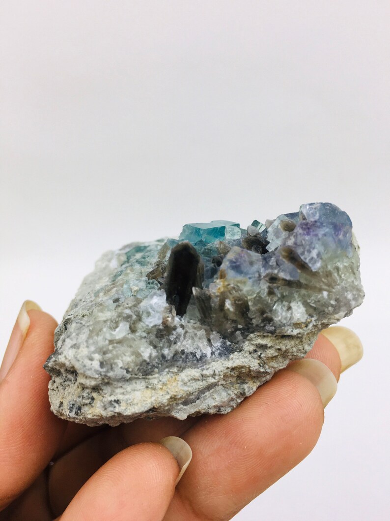 Op de afbeelding: Een cluster van blauwe en paarse fluorietkristallen ingebed in een grijze rotsmatrix. De kristallen hebben een glazige glans en zijn doorschijnend.