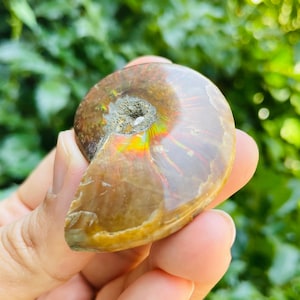 Rainbow Ammonite Crystal Shell (30g) Raw Crystal Fossil, Opalized Ammonite Fossil, Crystal Shell Nautilus Opal Ammonite