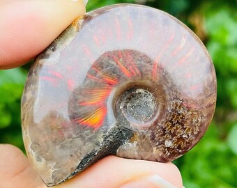 虹色オパール化したアンモナイト化石の殻：虹色オパールのオウムガイ
