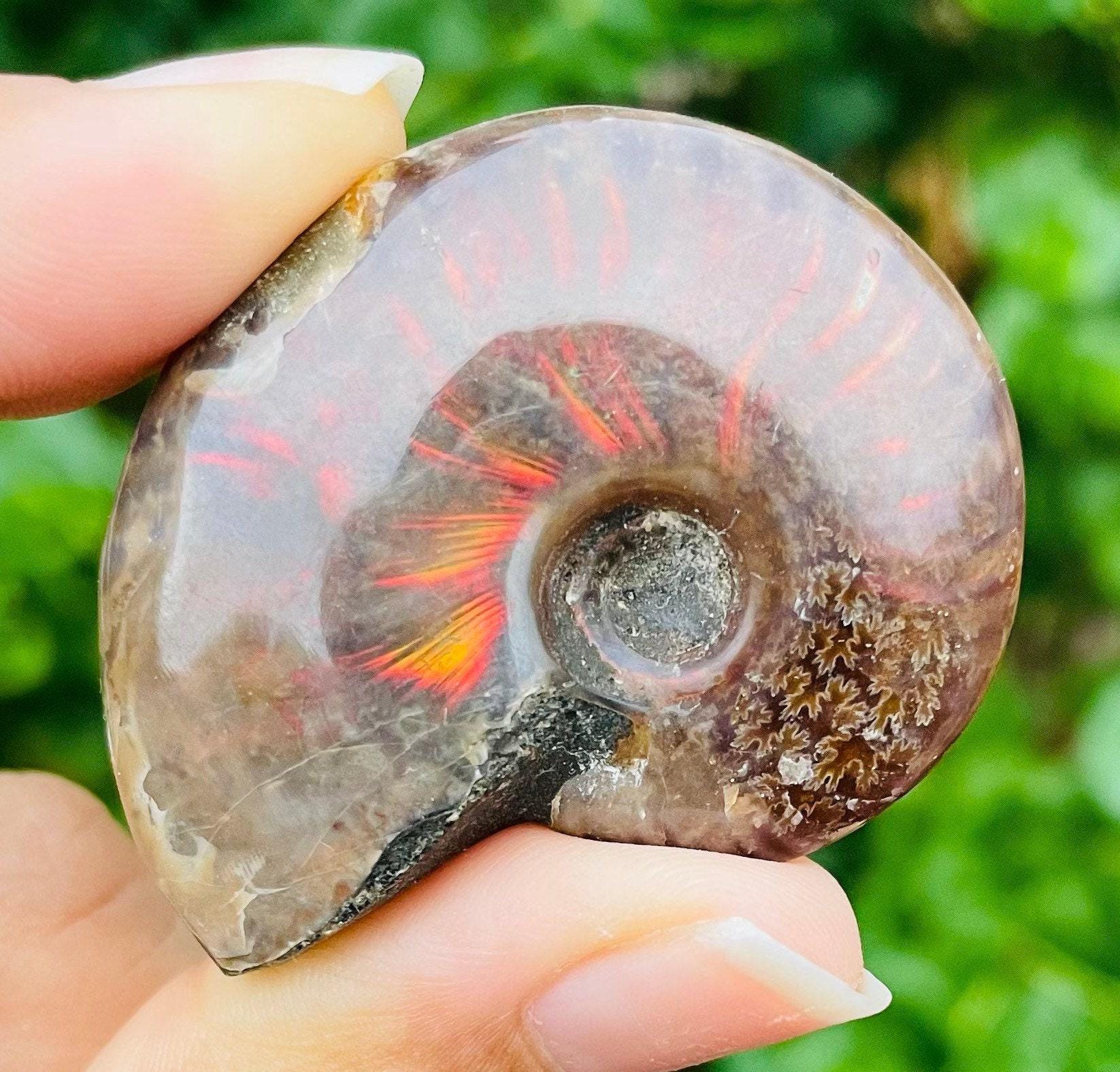 虹色オパール化したアンモナイト化石の殻：虹色オパールのオウムガイ