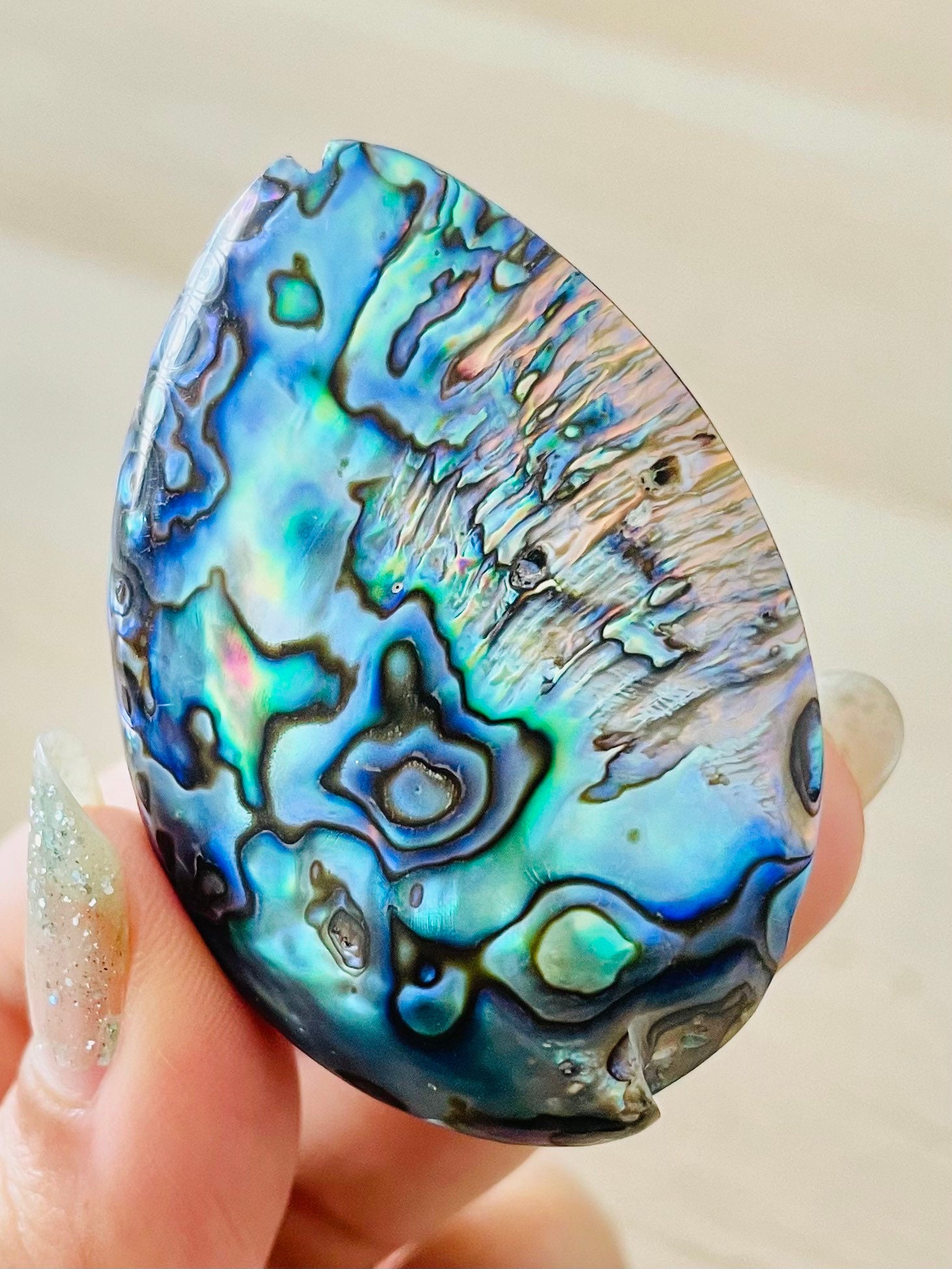 レインボーアワビ貝：真珠のような紫、ピンク、青の貝殻（40～60 mm