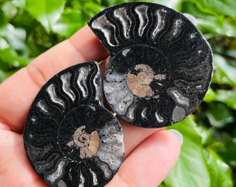 32) 大きな黒いアンモナイトの化石のペア - Etsy 日本